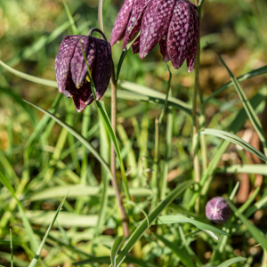 Impressionen_Naturbriefkasten_20210426_08
