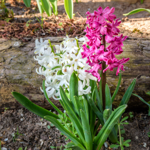 Impressionen_Naturbriefkasten_20210426_11