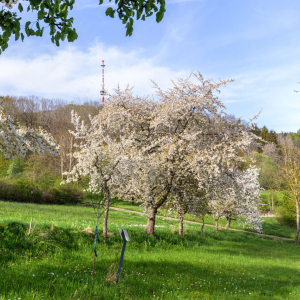 Blick zum Fernsehturm