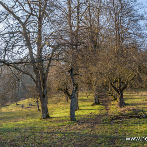 Untere Lindenallee