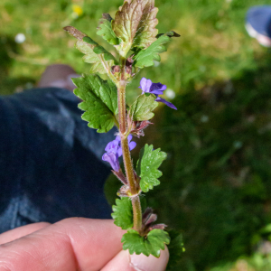 Tag-der-Streuobstwiese_Kappelbuck-2025__05